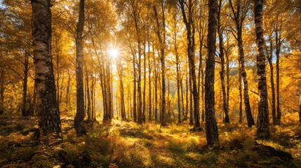Obraz premium Stunning autumn forest with vibrant golden leaves and sunlight filtering through trees, creating a serene atmosphere.
