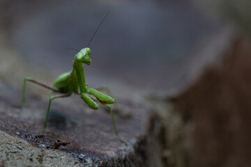Praying Mantis