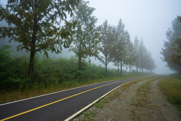 Fototapeta premium Misty Forest Bicycle Path in Korea