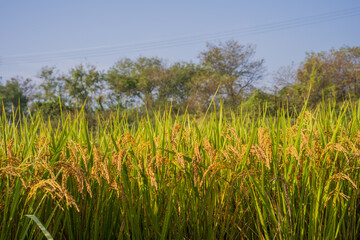 Golden Rice Field with Trees and Power Lines in Korea