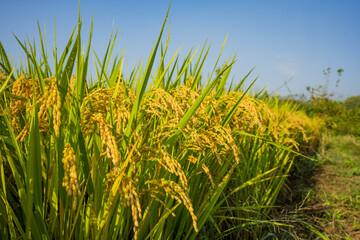 Golden Rice Harvest Field in Rural Korea
