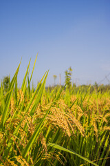 Golden Rice Field in Autumn under Clear Blue Sky