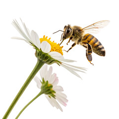 Honey Bee on Daisy Flower: A honey bee delicately approaches a vibrant daisy, its wings in full motion, embodying the essence of spring's beauty and nature's pollination process.