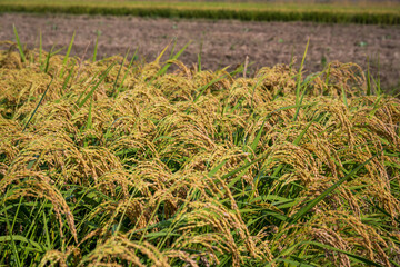 Golden Rice Ears Ready for Harvest in Autumn Korea