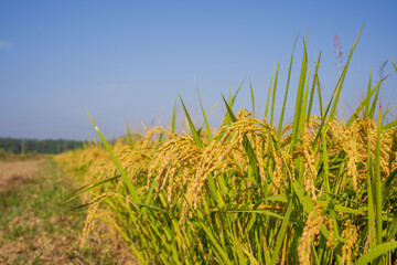 Naklejka premium Golden Rice Ears Under Blue Autumn Sky in Korea