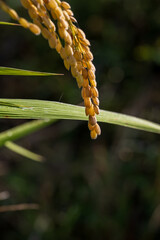 Close-up of Golden Rice Grain in Autumn Korea