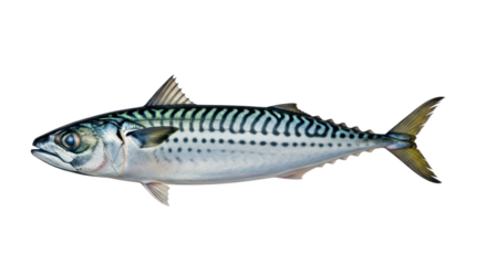 Atlantic mackerel illustration for seafood concepts isolated PNG with Transparent Background