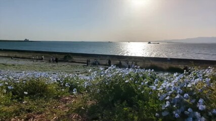 大阪　舞洲　夕暮れ時のネモフィラ畑