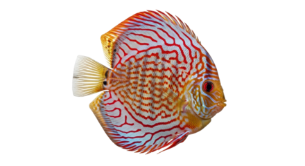 Colorful discus fish with red stripes isolated PNG with Transparent Background