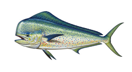 Naklejka premium Mahi-Mahi or dolphin fish illustration isolated PNG with Transparent Background