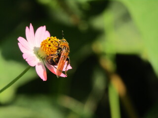 bee on flower