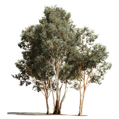 Tall eucalyptus trees with green foliage and light brown trunks image