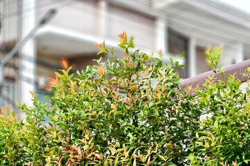 flowers in the garden