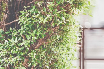 green plant in a pot