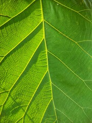 Stunning green leaf texture with vibrant veins creates a natural, organic background