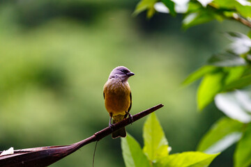 A small bird with a gray head and yellow body perches on a branch, looking to the side against a blurred green background.
