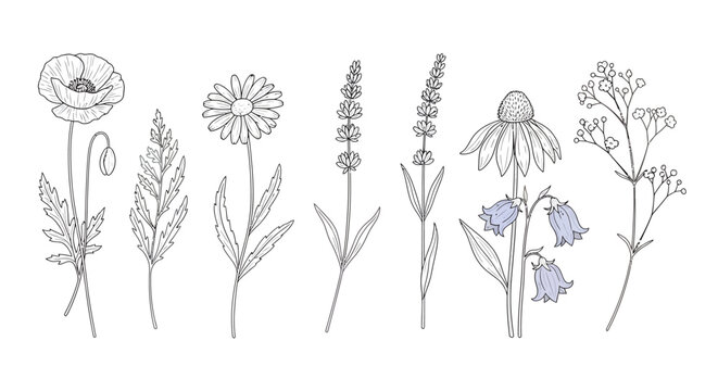 A collection of delicate line drawings of various wildflowers, including poppies, lavender, daisies, and bluebells.