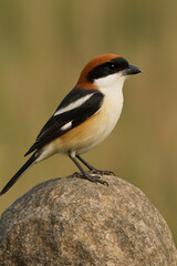 Close-Up of Large Shrike Bird with Natural Background