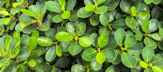 Close-up of vibrant green leaves creating a lush, textured background.