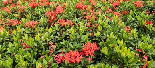 Vibrant red Ixora flowers blooming amidst lush green foliage in a garden.