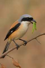 Obraz premium Shrike Bird Perched on Branch Holding Green Caterpillar