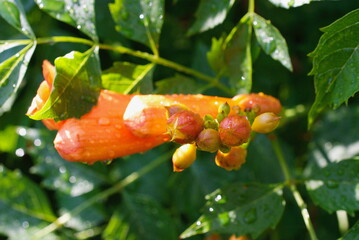 closeup trumpet vine flowers