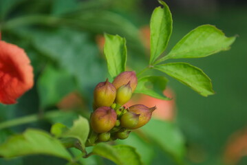 closeup trumpet vine flowers