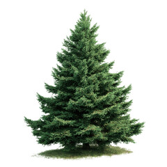Obraz premium Lush green coniferous tree with dense branches and a grassy base evergreen pine