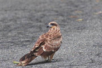 Black Kite is amazing flying ability ,but it's cute when this one walk on the asphalt