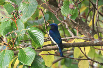 Blue-and-White Flycatcher eats Table Dogwood fruit and nourish him on the way back to Southeast Asia