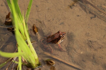 水田に現れた【ニホンアカガエル】