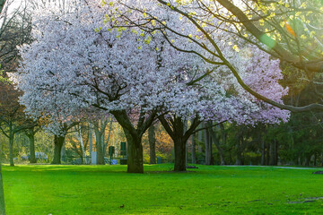 Naklejka premium full of flower trees 