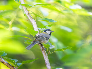 枝にとまるシジュウカラ