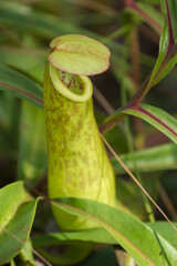 close up of a Nepenthes