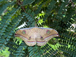 A large brown and white butterfly is resting on a leaf