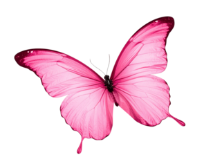 Minimalist Pink Butterfly with Elegant Symmetry Isolated