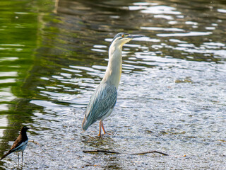 水辺のササゴイ