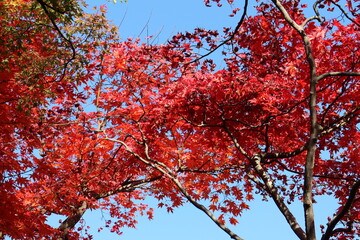 紅葉した木と青空の風景