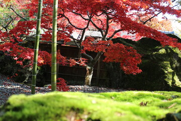 箱根美術館の庭園内のコケと紅葉した木々の風景