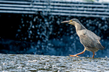 水辺のササゴイ