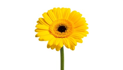 Single vibrant yellow gerbera daisy, isolated on white
