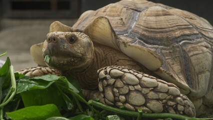 Closeup of tortoises feeding on leafy greens and tomatoes, exotic reptiles enjoying healthy vegetarian meal in wildlife habitat