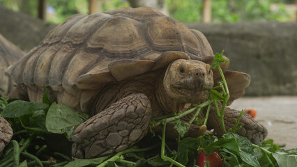 Closeup of tortoises feeding on leafy greens and tomatoes, exotic reptiles enjoying healthy vegetarian meal in wildlife habitat