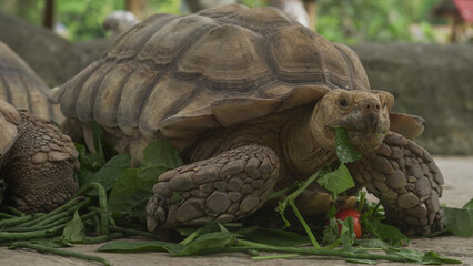 Closeup of tortoises feeding on leafy greens and tomatoes, exotic reptiles enjoying healthy vegetarian meal in wildlife habitat
