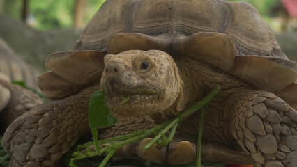 Closeup of tortoises feeding on leafy greens and tomatoes, exotic reptiles enjoying healthy vegetarian meal in wildlife habitat