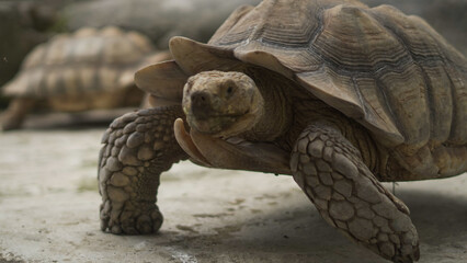 Closeup of tortoises feeding on leafy greens and tomatoes, exotic reptiles enjoying healthy vegetarian meal in wildlife habitat