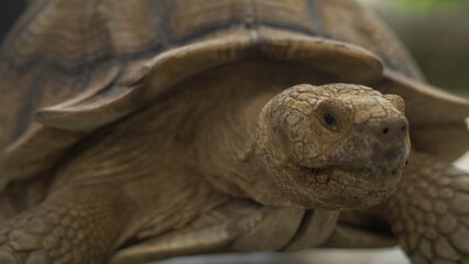 Closeup of tortoises feeding on leafy greens and tomatoes, exotic reptiles enjoying healthy vegetarian meal in wildlife habitat