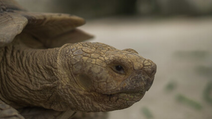 Closeup of tortoises feeding on leafy greens and tomatoes, exotic reptiles enjoying healthy vegetarian meal in wildlife habitat