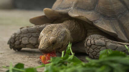Closeup of tortoises feeding on leafy greens and tomatoes, exotic reptiles enjoying healthy vegetarian meal in wildlife habitat