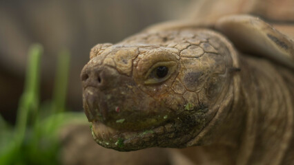 Closeup of tortoises feeding on leafy greens and tomatoes, exotic reptiles enjoying healthy vegetarian meal in wildlife habitat